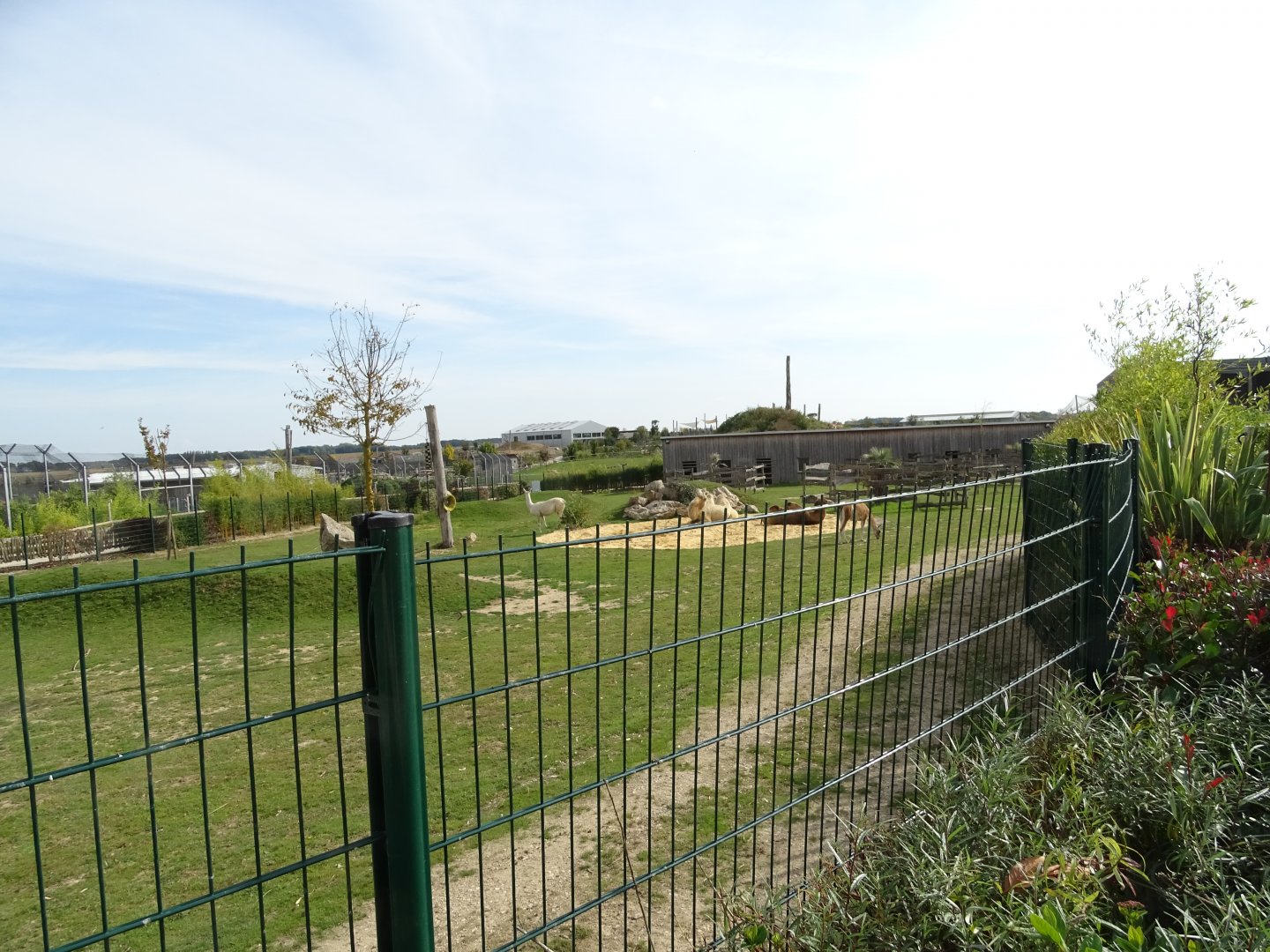 Lamas and bactrian camels exhibit
