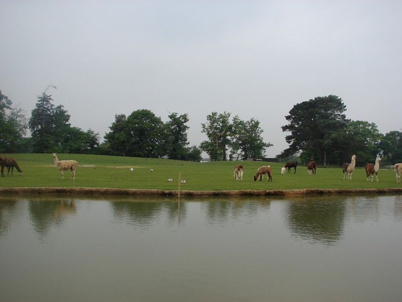 Lamas paddock