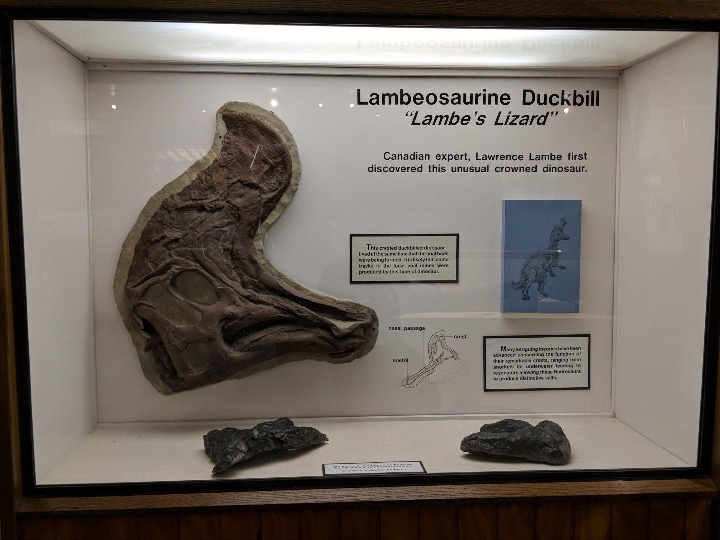 Lambeosaurine dinosaur skull (left) and tracks (bottom) with signage in display case