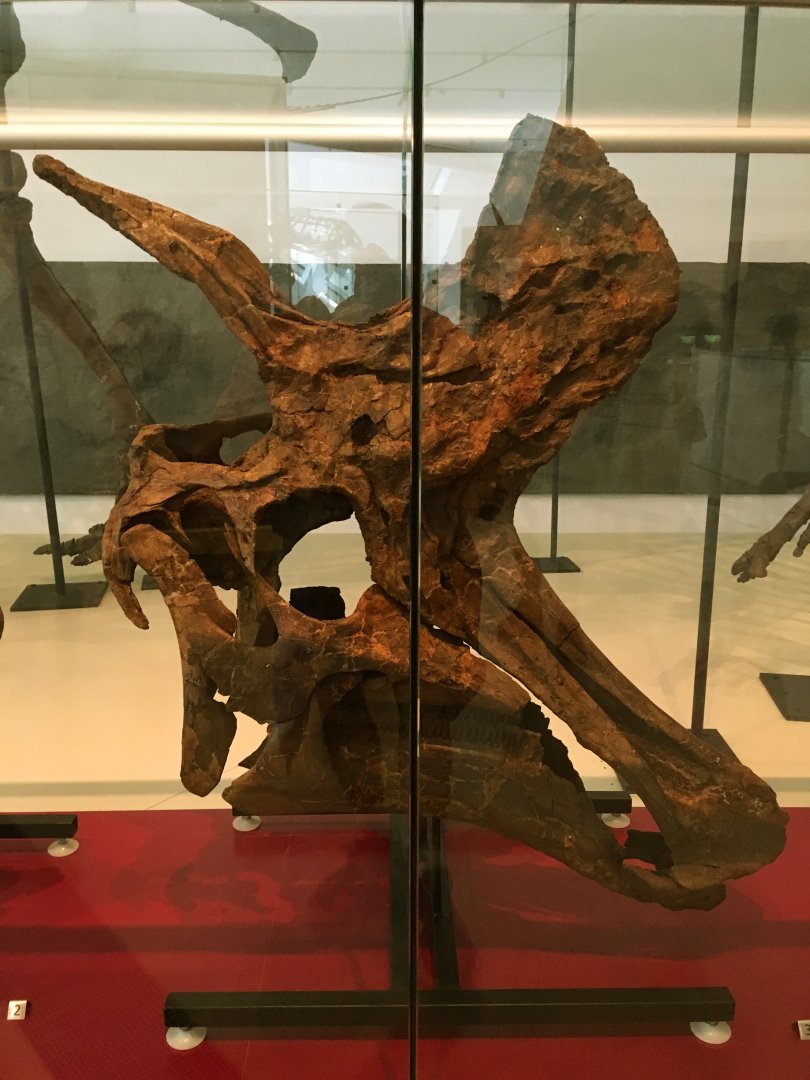 Lambeosaurus Adult Skull