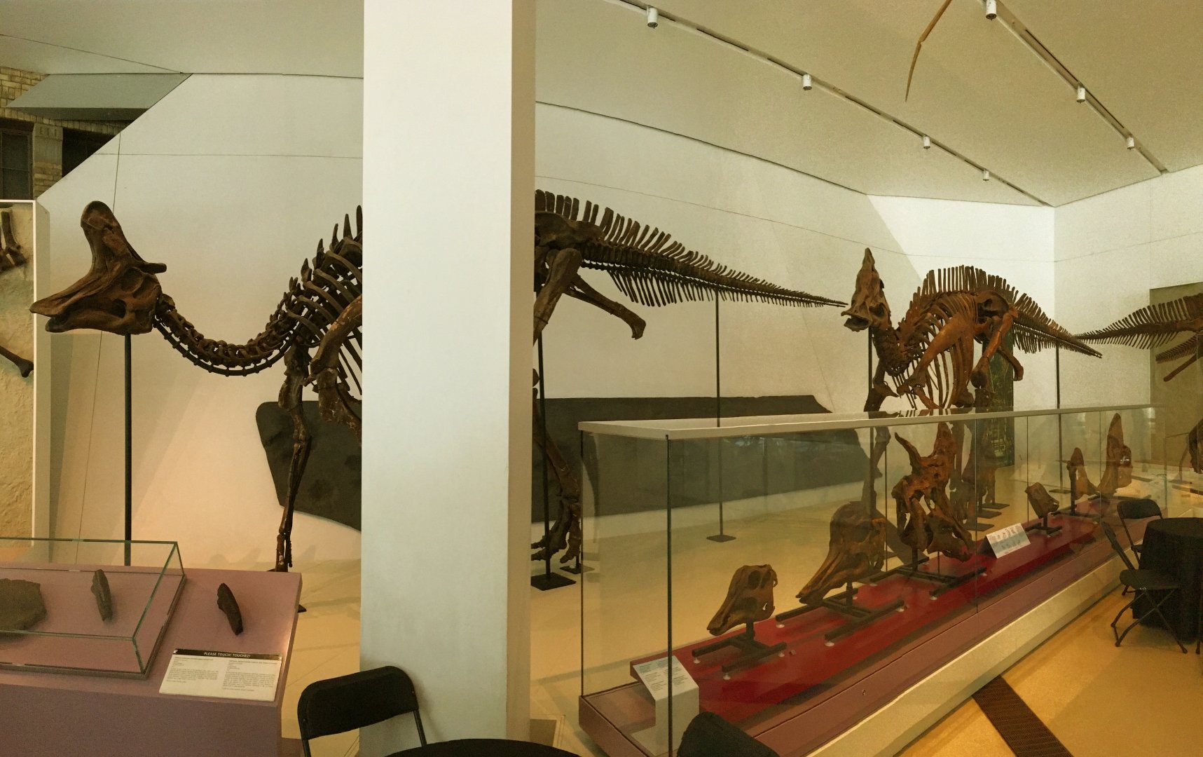 Lambeosaurus & Corythosaurus