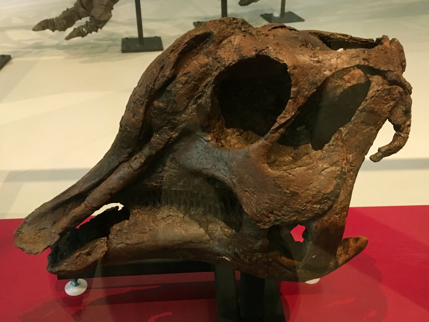 Lambeosaurus Juvenile Skull