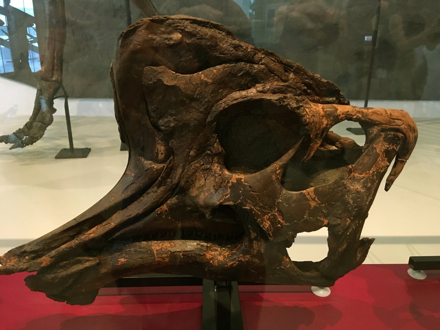 Lambeosaurus Sub-Adult Skull