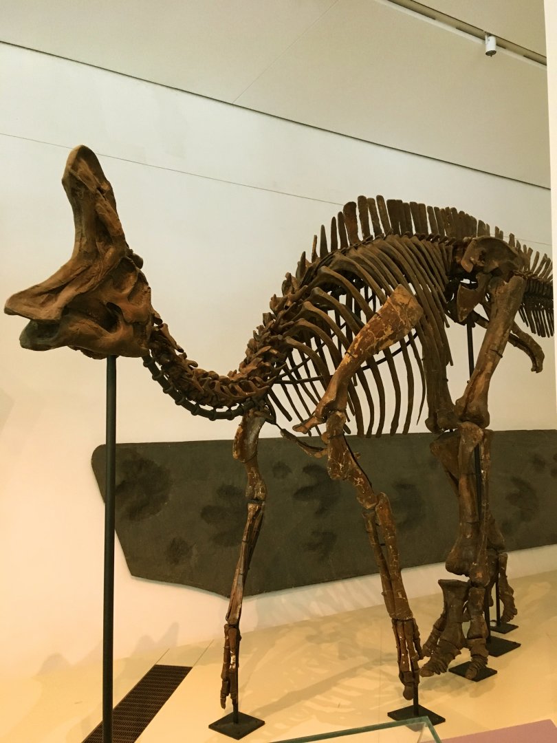 Lambeosaurus