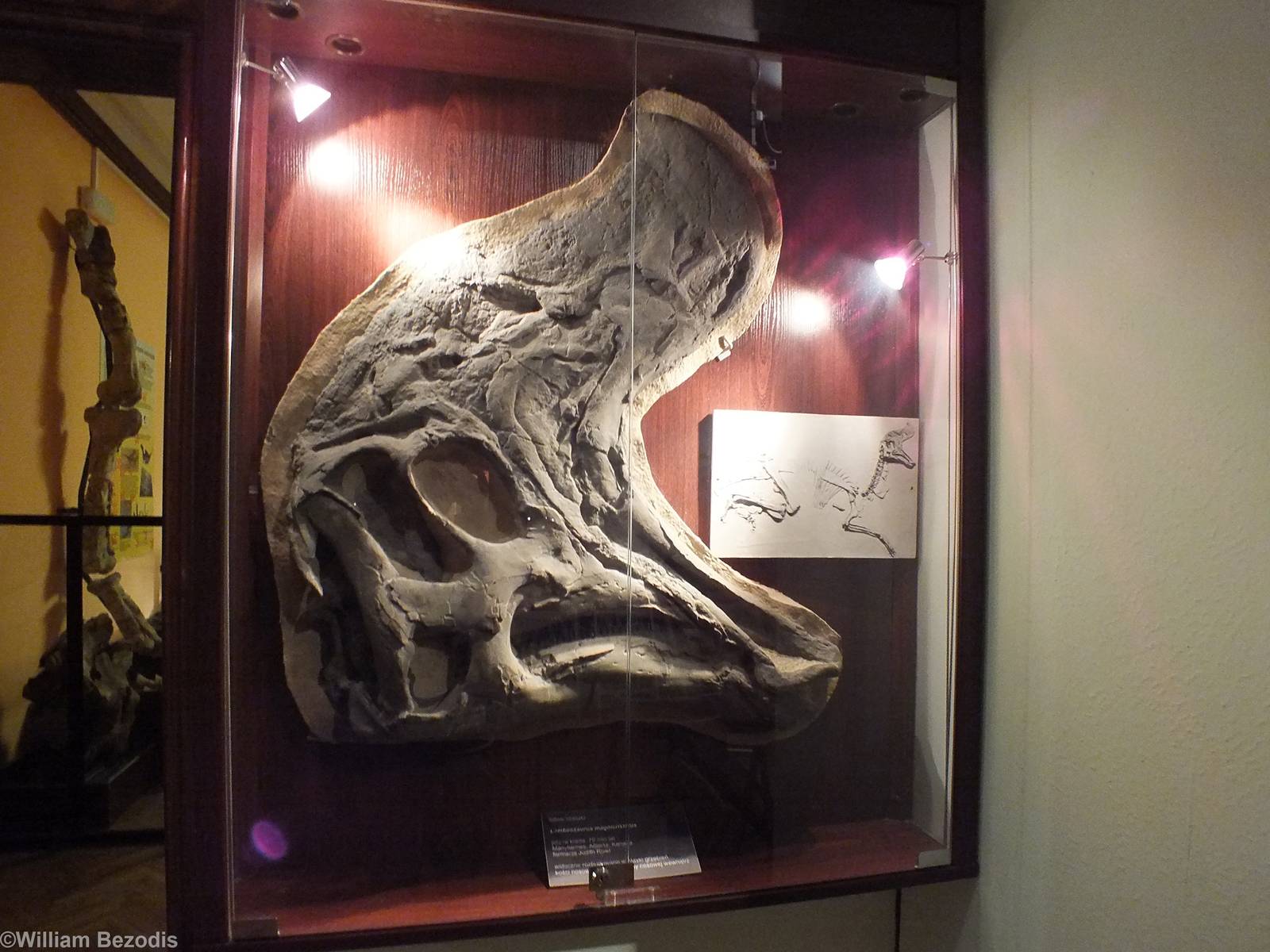 Lambosaurus magnicristatus - Warsaw Museum of Evolution