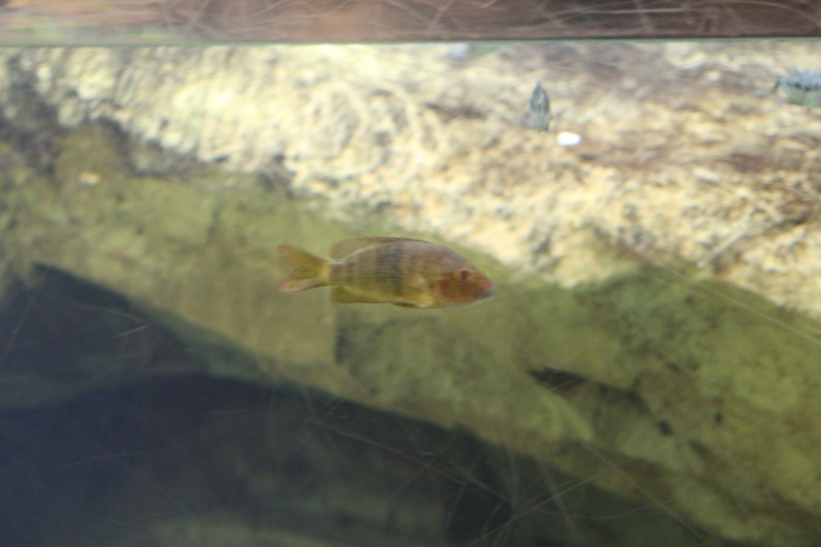 Lamena Cichlid