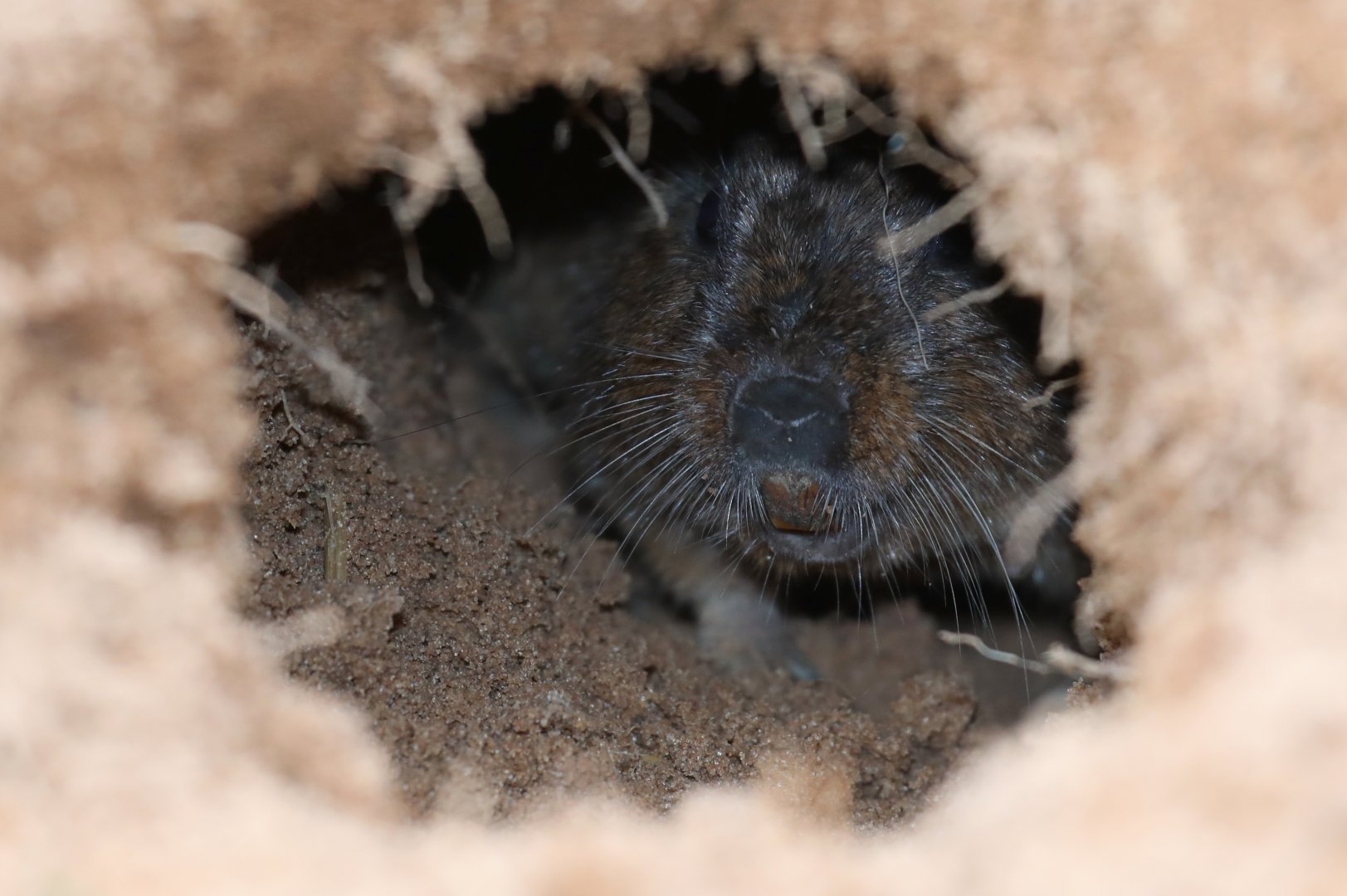 Lami tuco-tuco (Ctenomys lami)