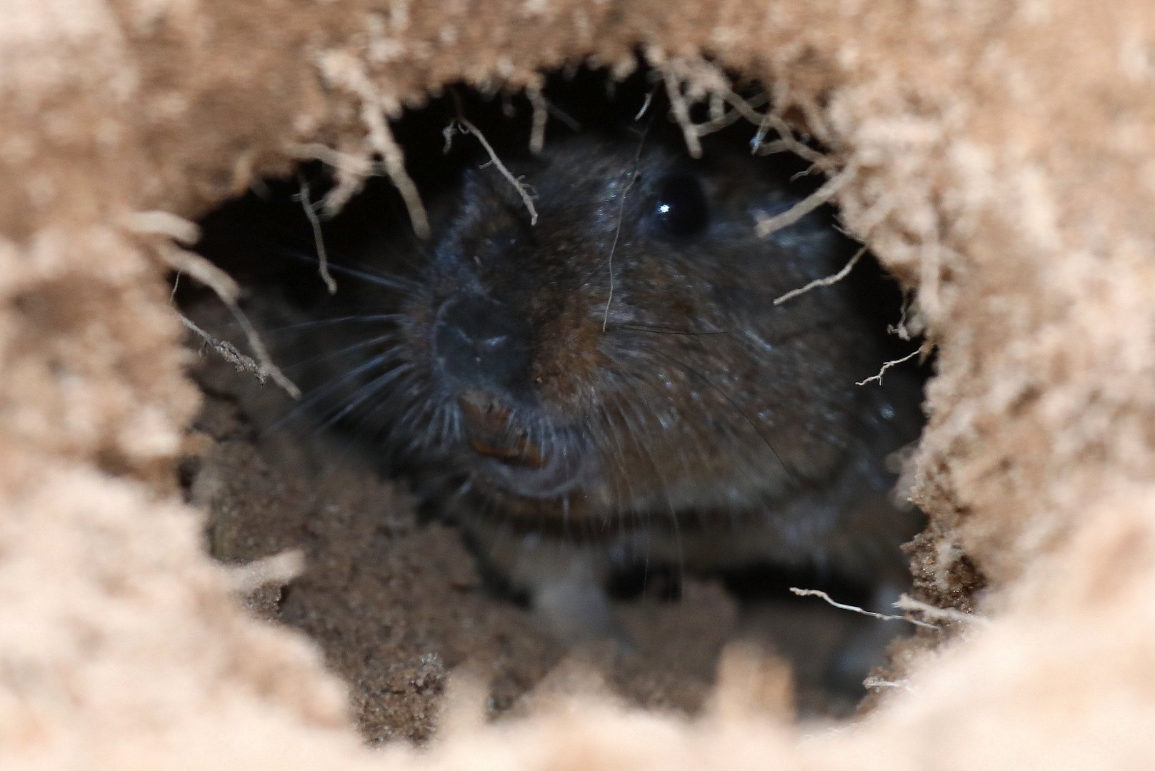 Lami tuco-tuco (Ctenomys lami)