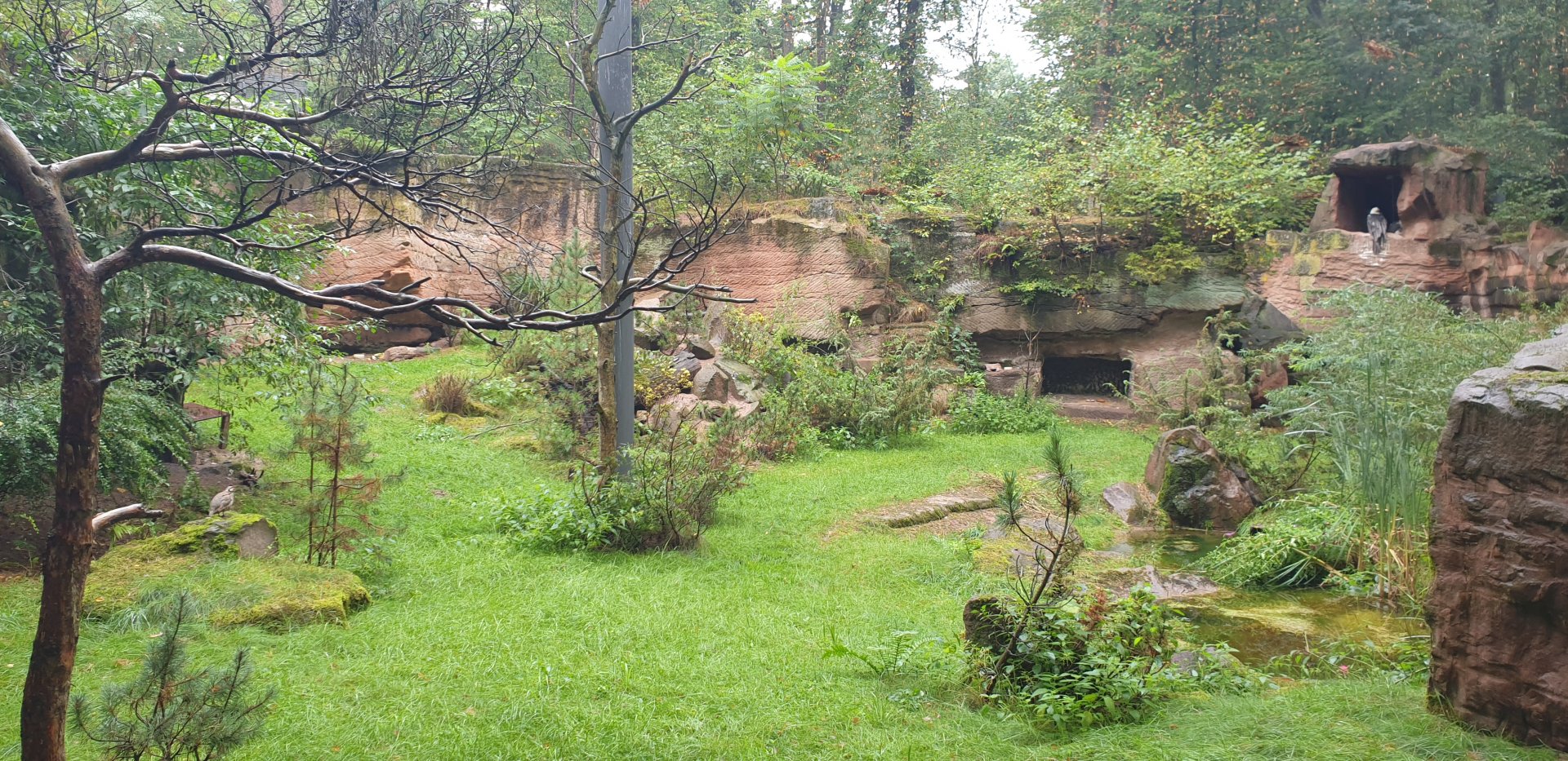 Lammargeiger/Bobak Marmot/Eurasian nutcracker/Rock Partridge/Common Chough Mixed Aviary