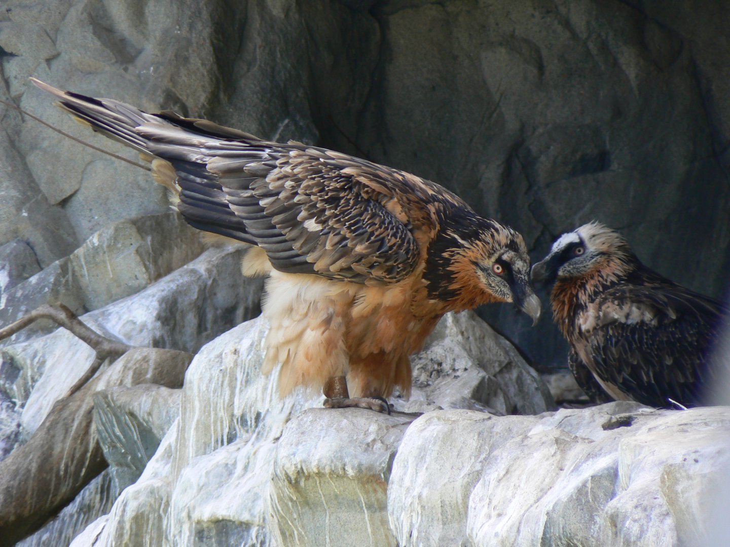 Lammergeier - 4 June 2019