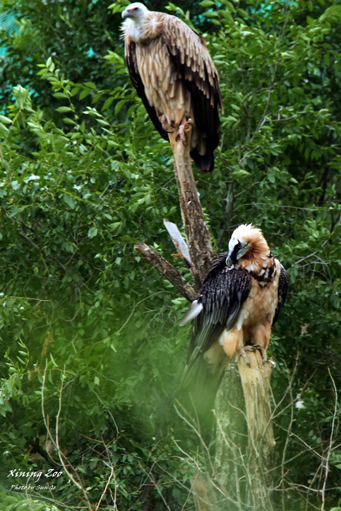 Lammergeier and Himalayan Griffon