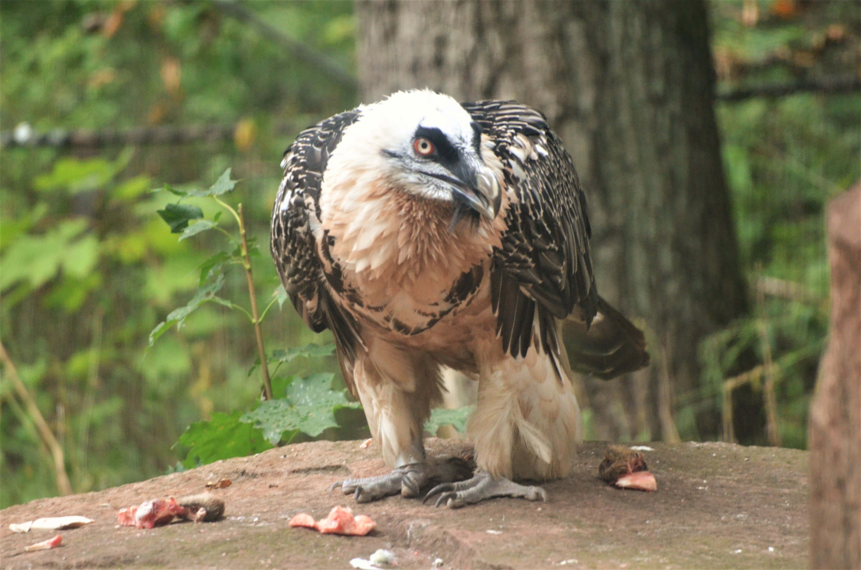Lammergeier at Nuremberg, 08/09/19