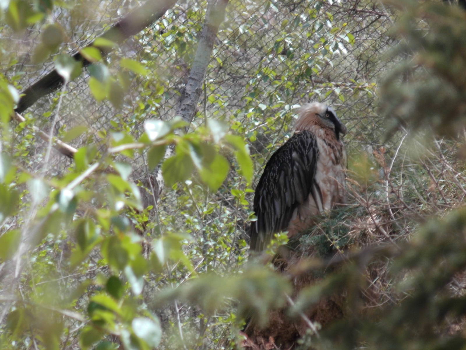 Lammergeier at Qinghai-Tibet Plateau Wildlife zoo 2014-5-15
