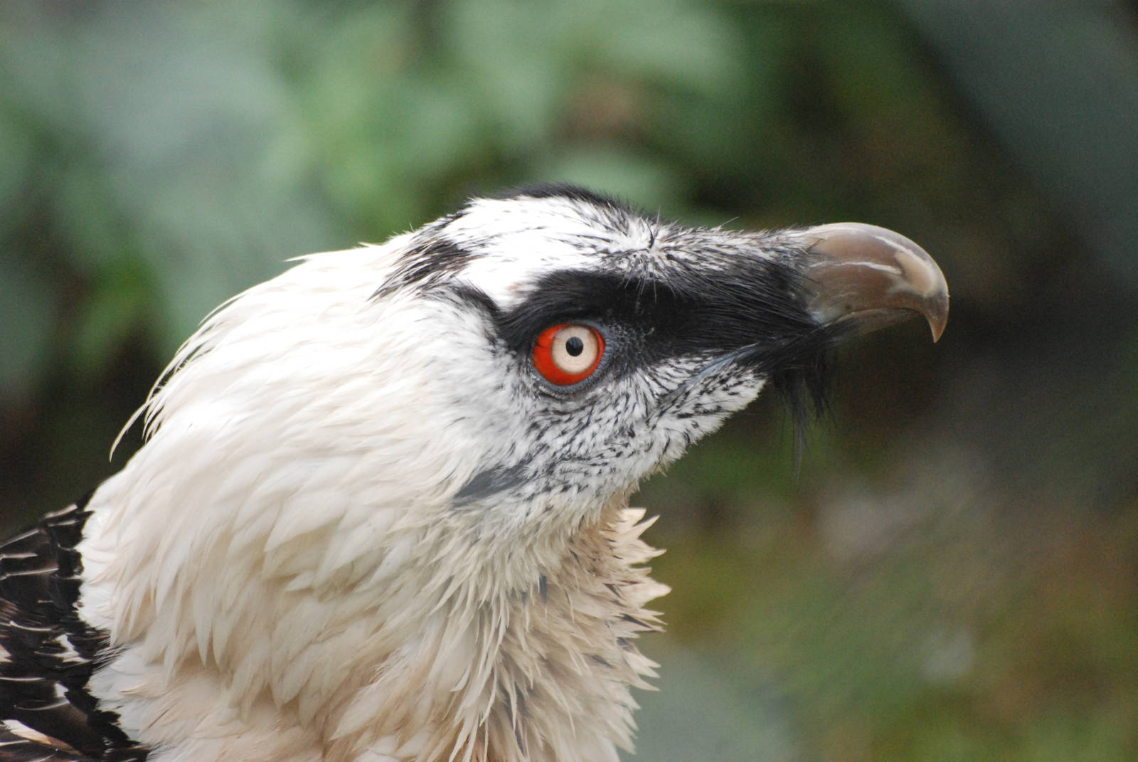 Lammergeier at Tierpark Berlin, 30/08/11
