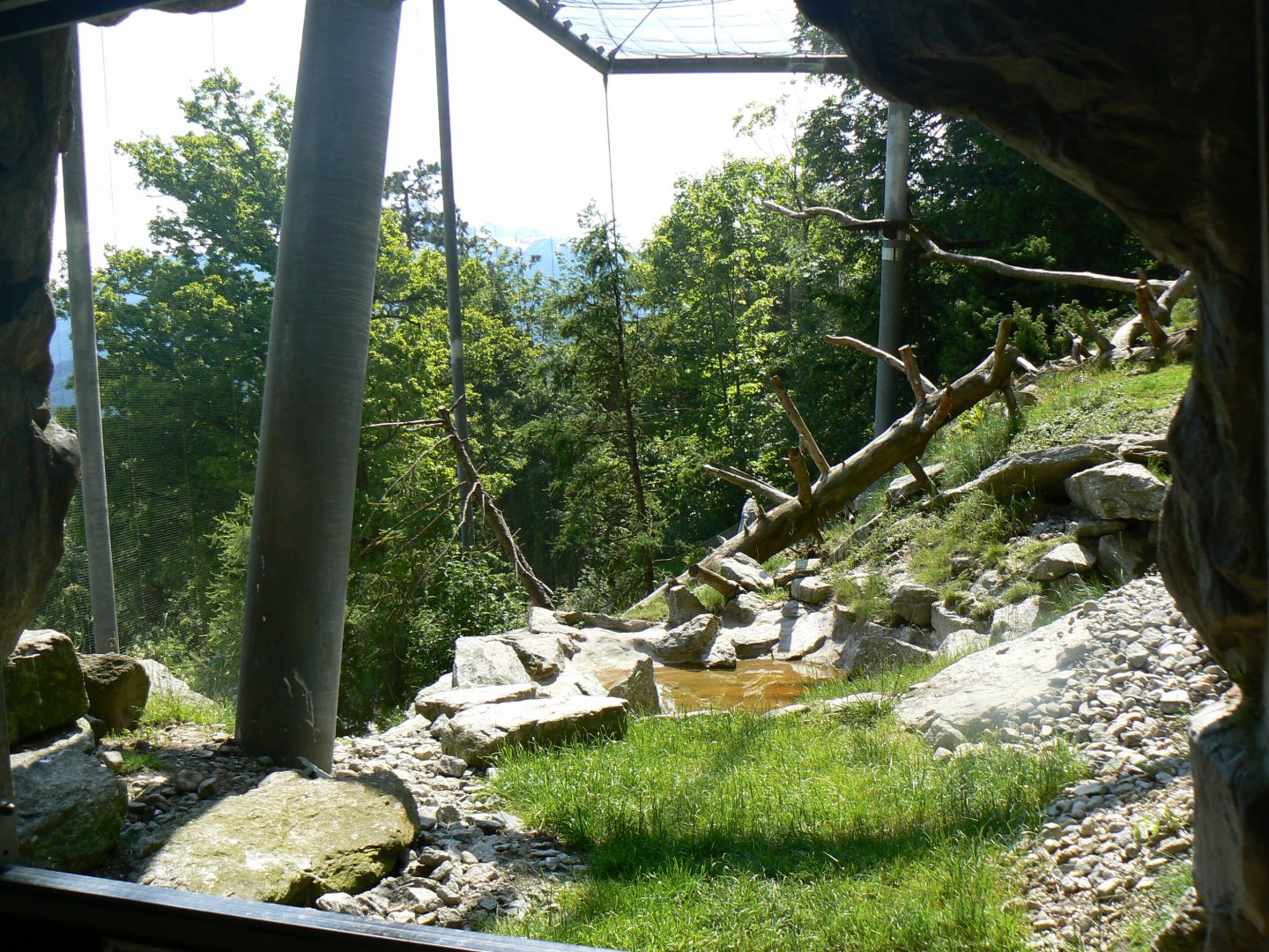 Lammergeier Aviary - 4 June 2019