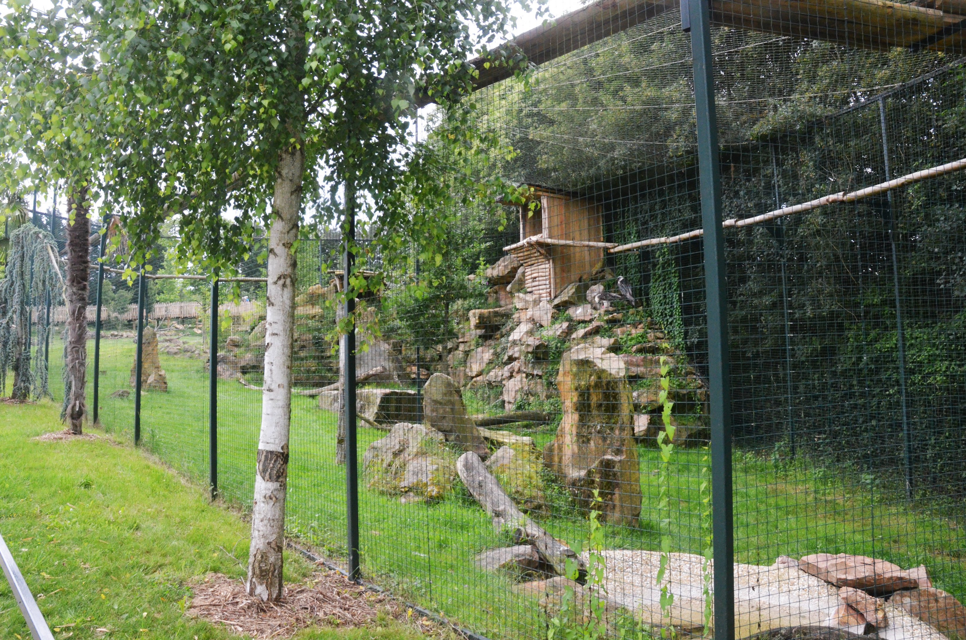 Lammergeier Aviary at Beauval, 12/06/18