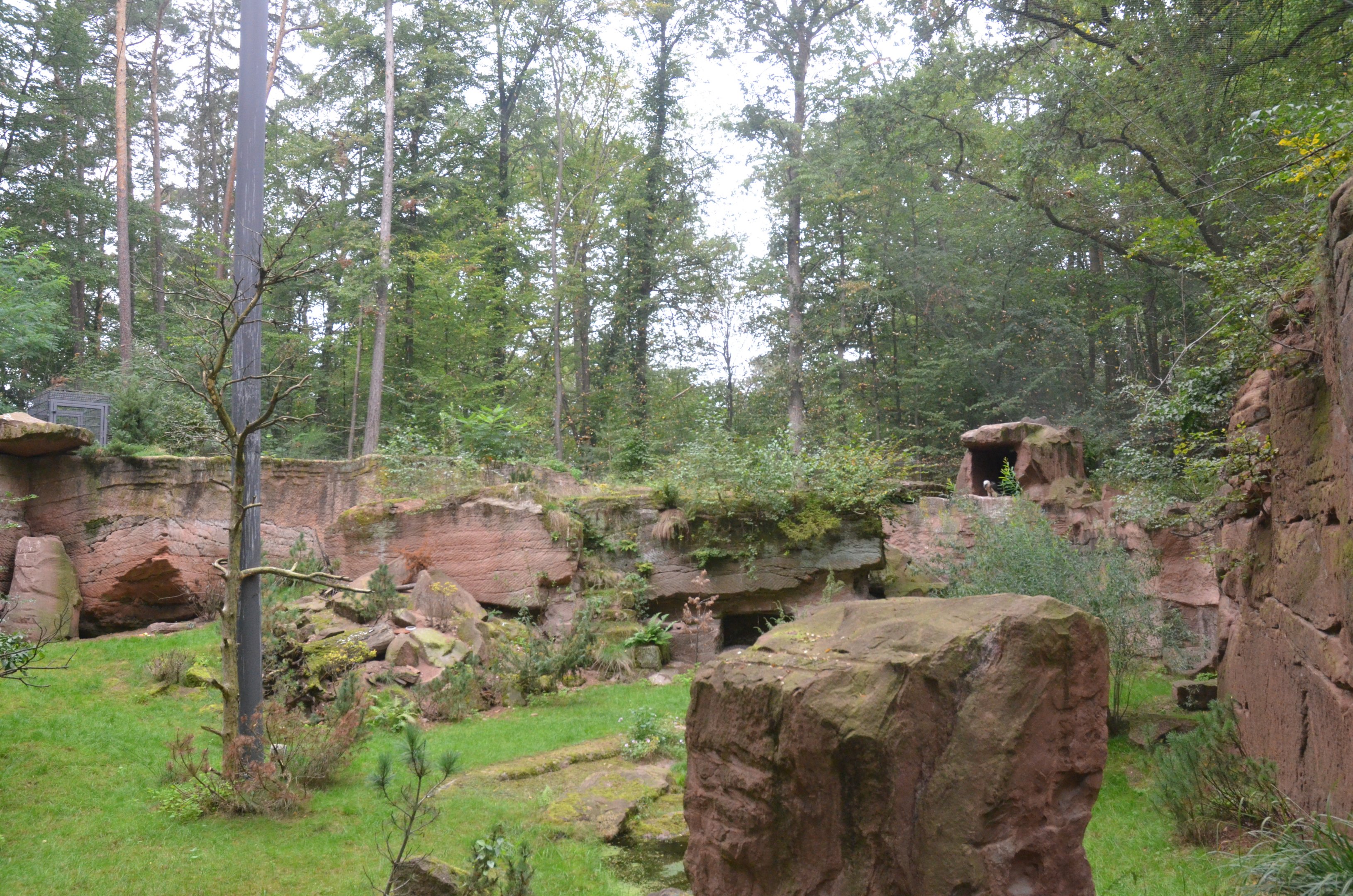 Lammergeier Aviary at Nuremberg, 08/09/19