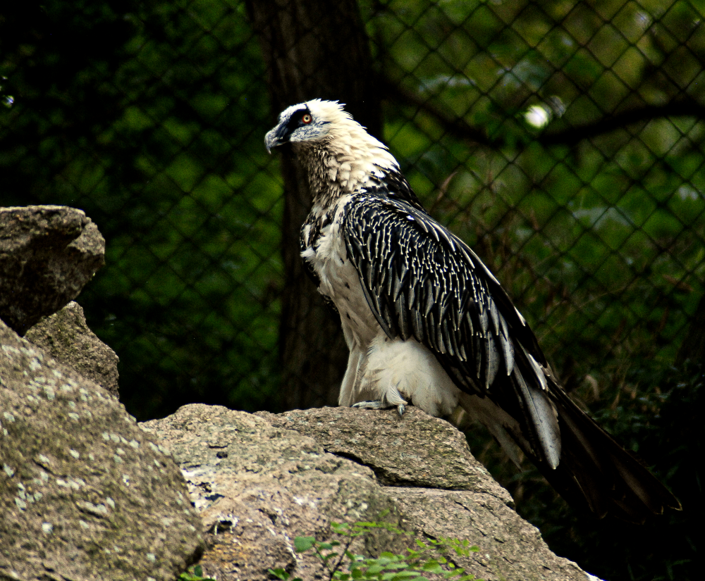 Lammergeier - Berlin Tierpark 2022