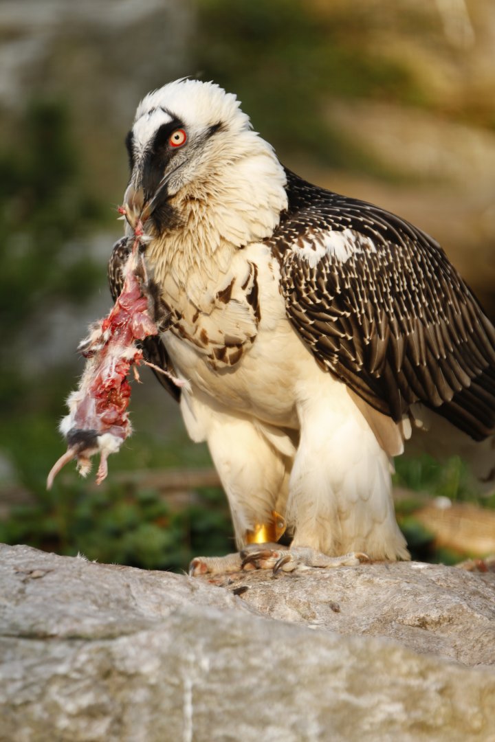 Lammergeier (Gypaetus barbatus)