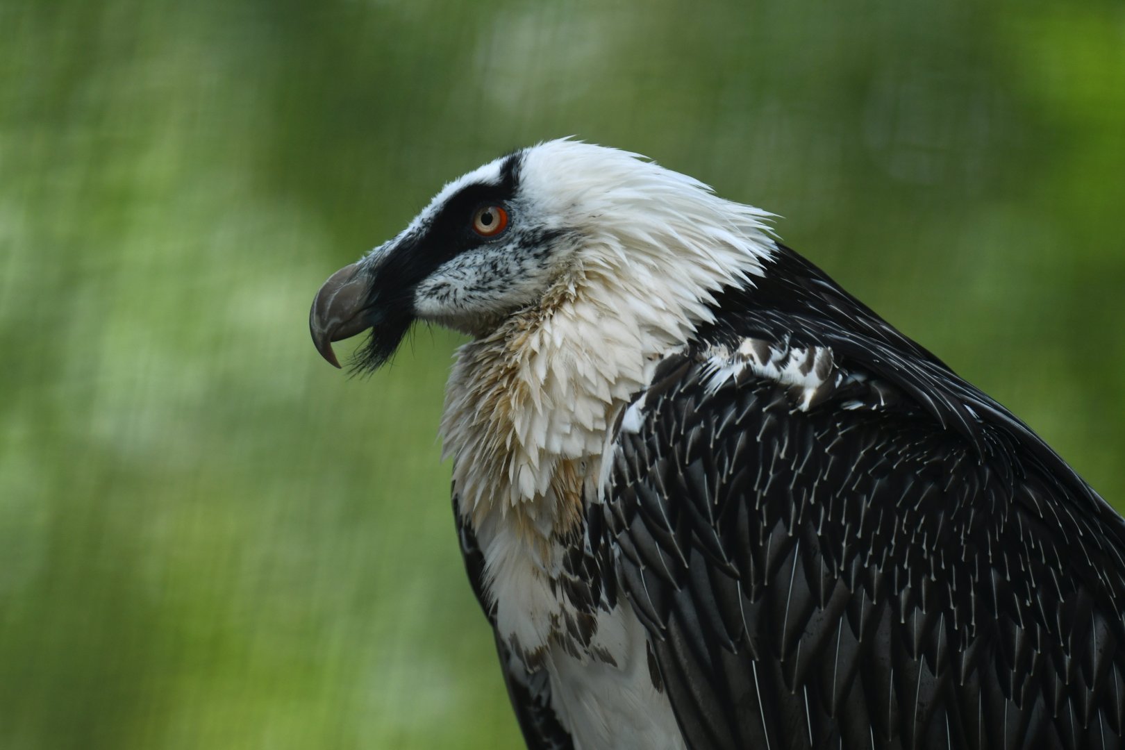 Lammergeier Gypaetus barbatus