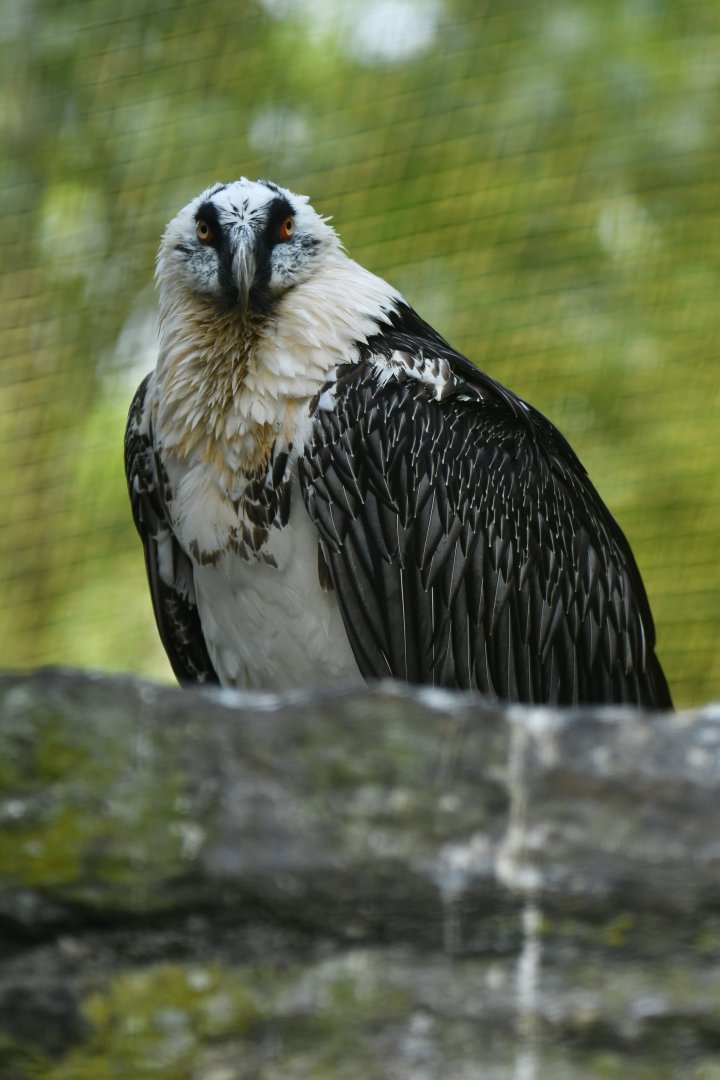 Lammergeier Gypaetus barbatus