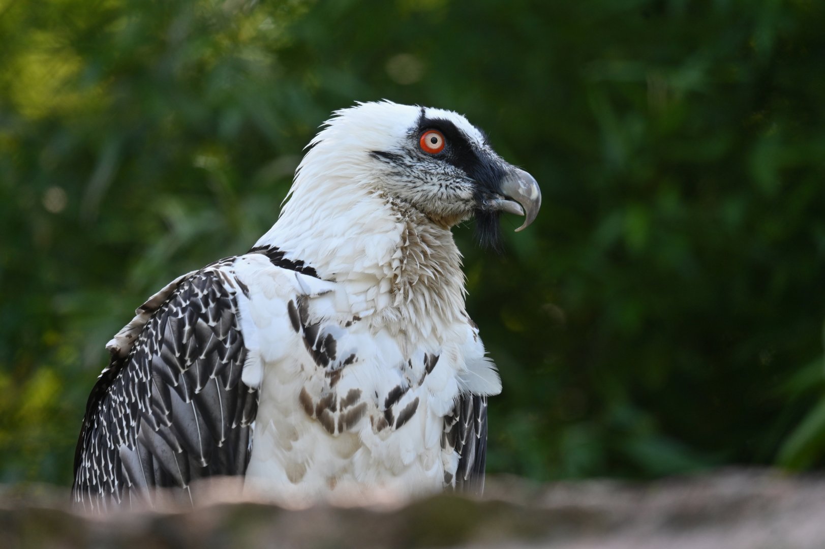 Lammergeier Gypaetus barbatus