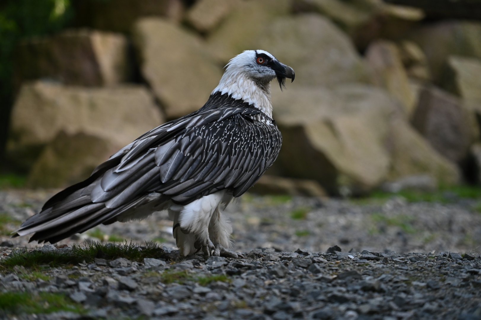 Lammergeier Gypaetus barbatus