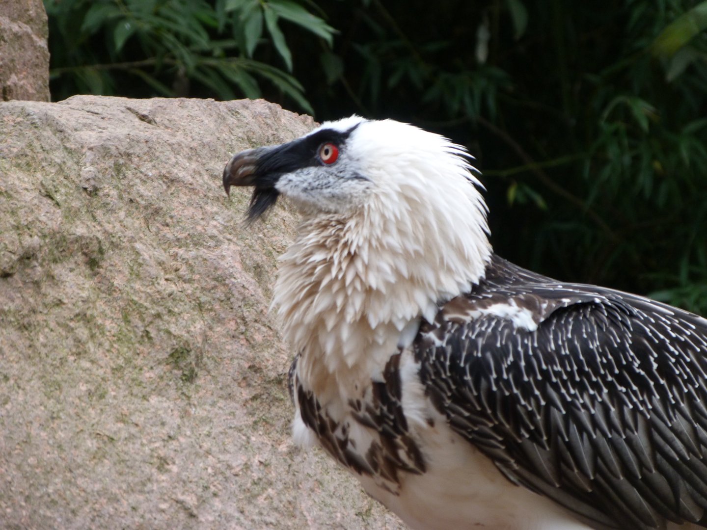 Lammergeier -Tierpark Berlin (2024)