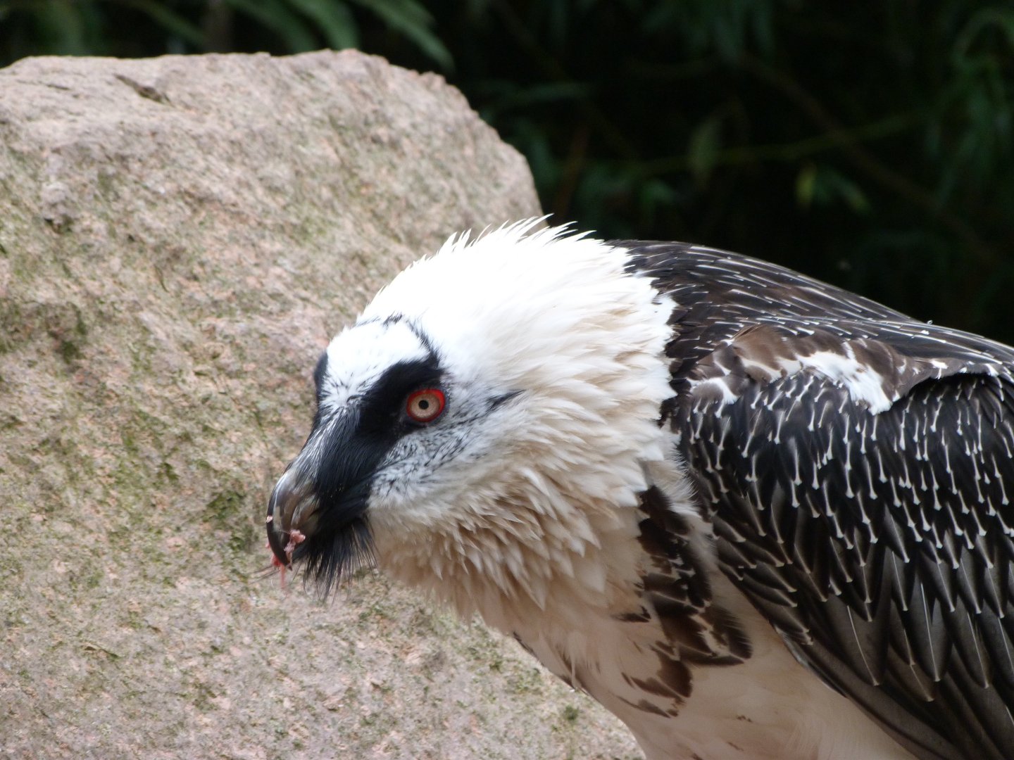 Lammergeier -Tierpark Berlin (2024)