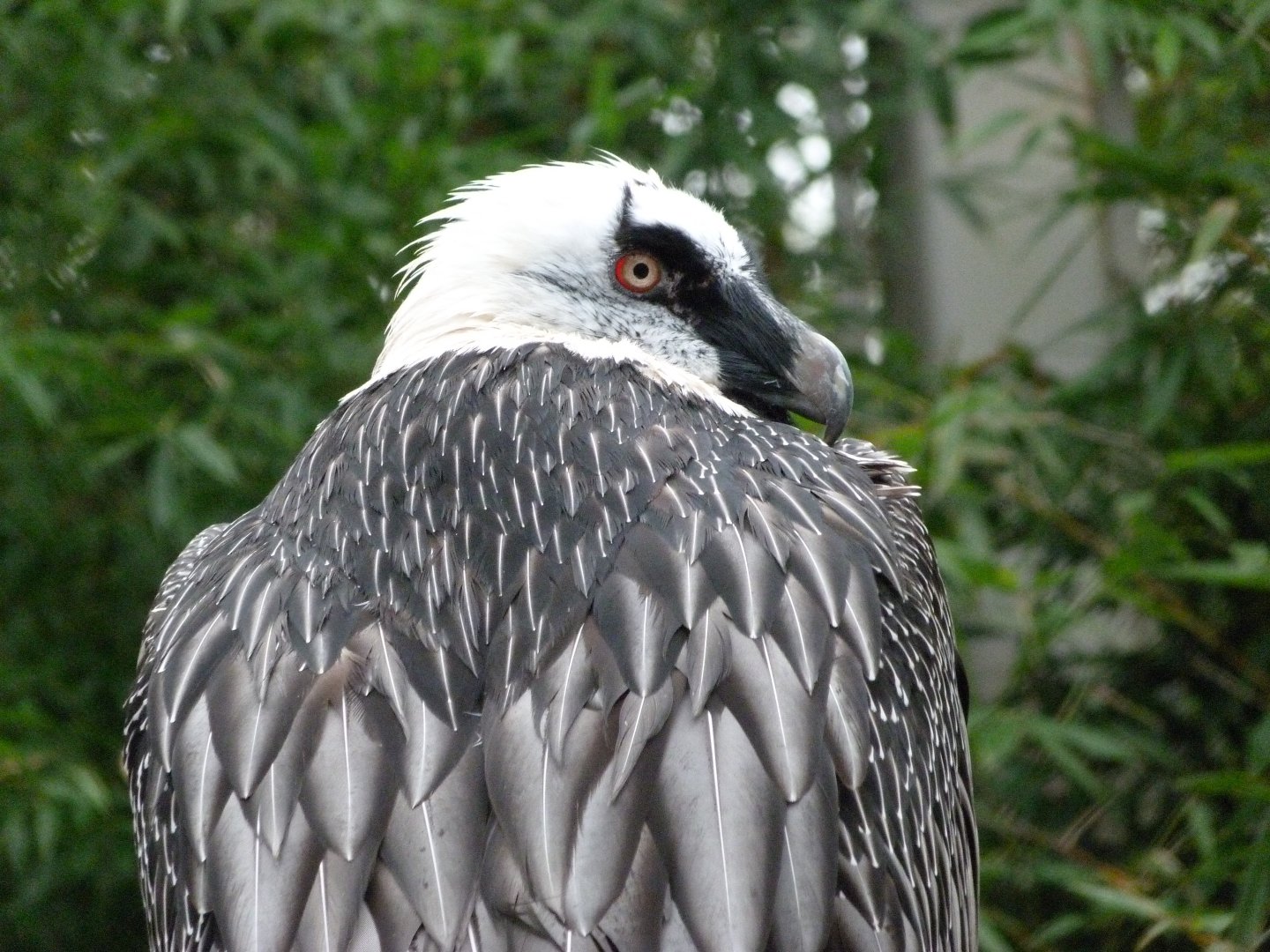 Lammergeier -Tierpark Berlin (2024)