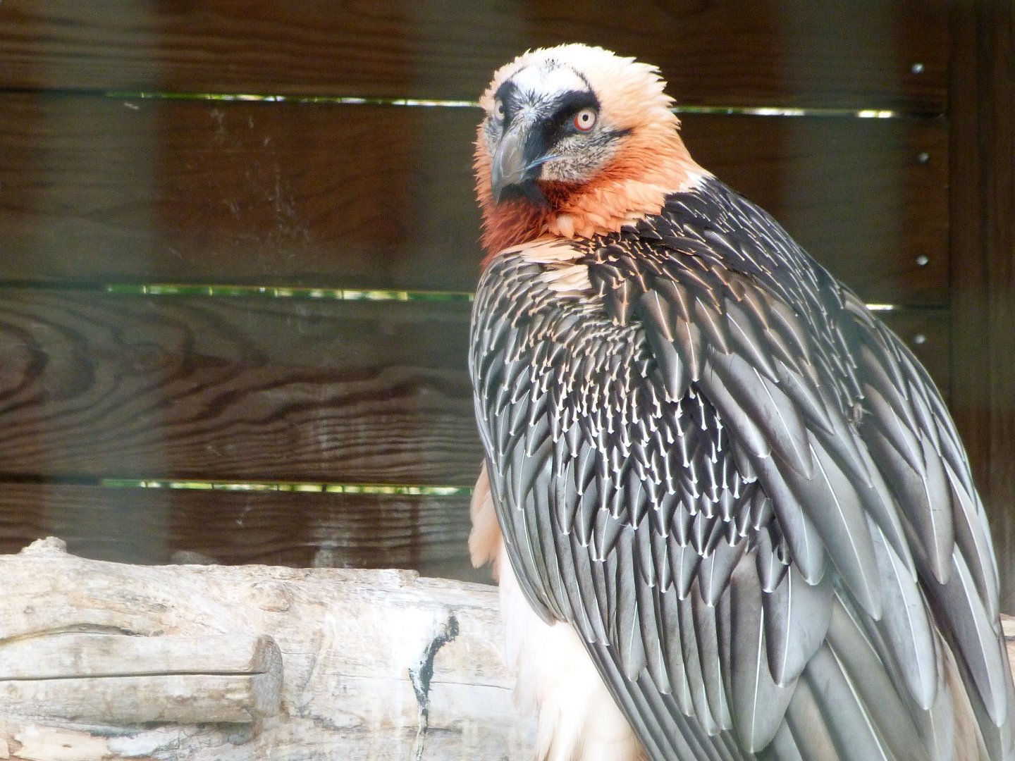 Lammergeier -ZooParc de Beauval (2025)