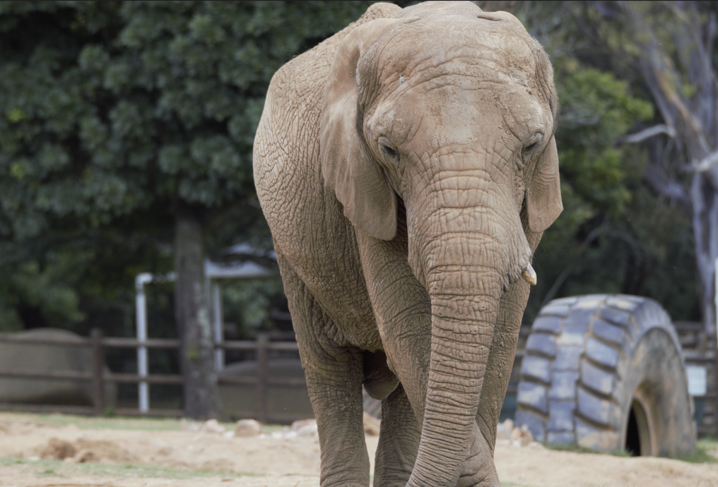 Lammie, African Elephant (Loxodonta africana)