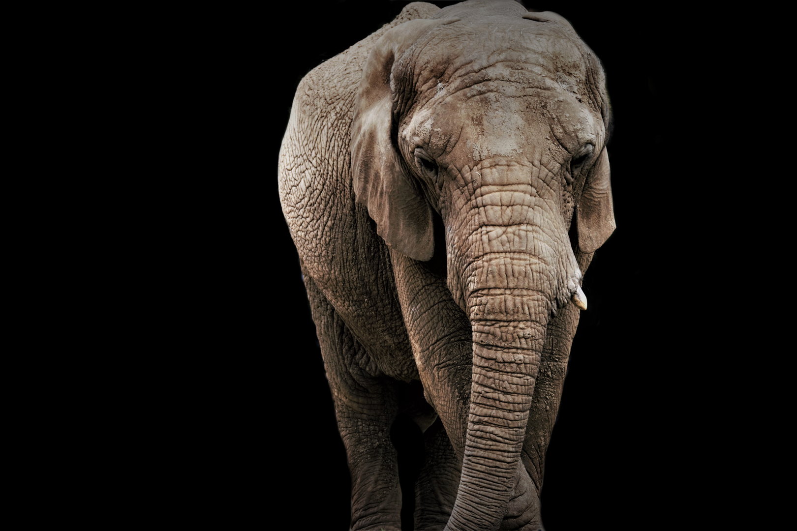 Lammie, African Elephant (Loxodonta africana)