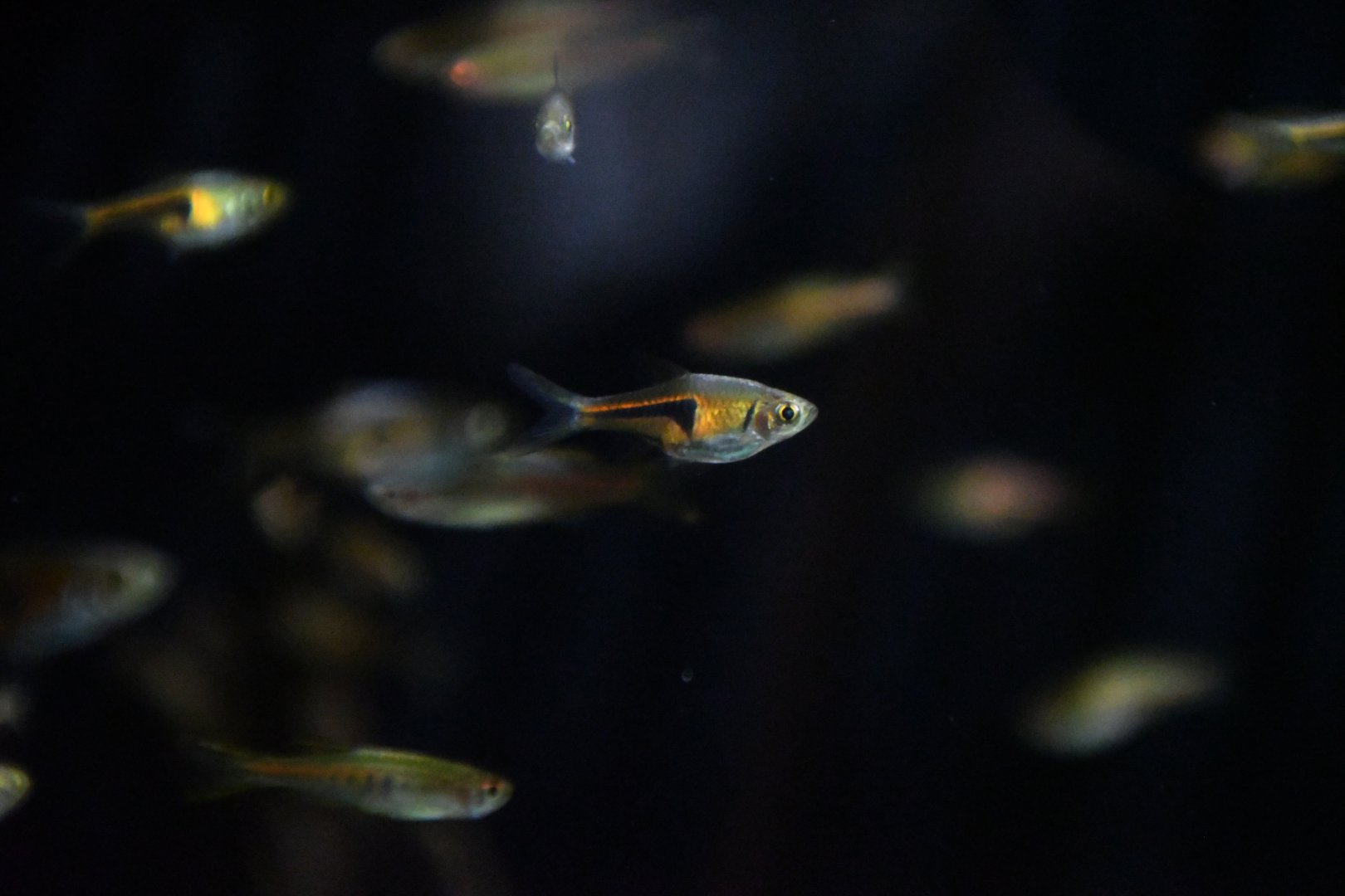 Lampchop Rasbora