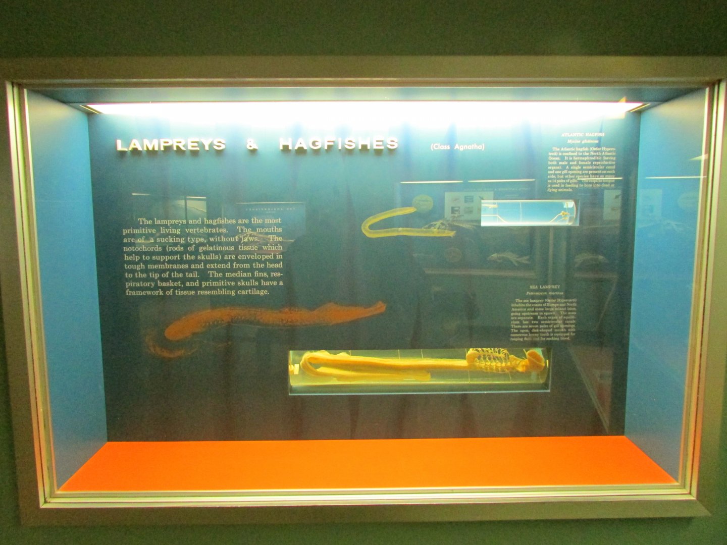 Lamprey & Hagfish Skeletons