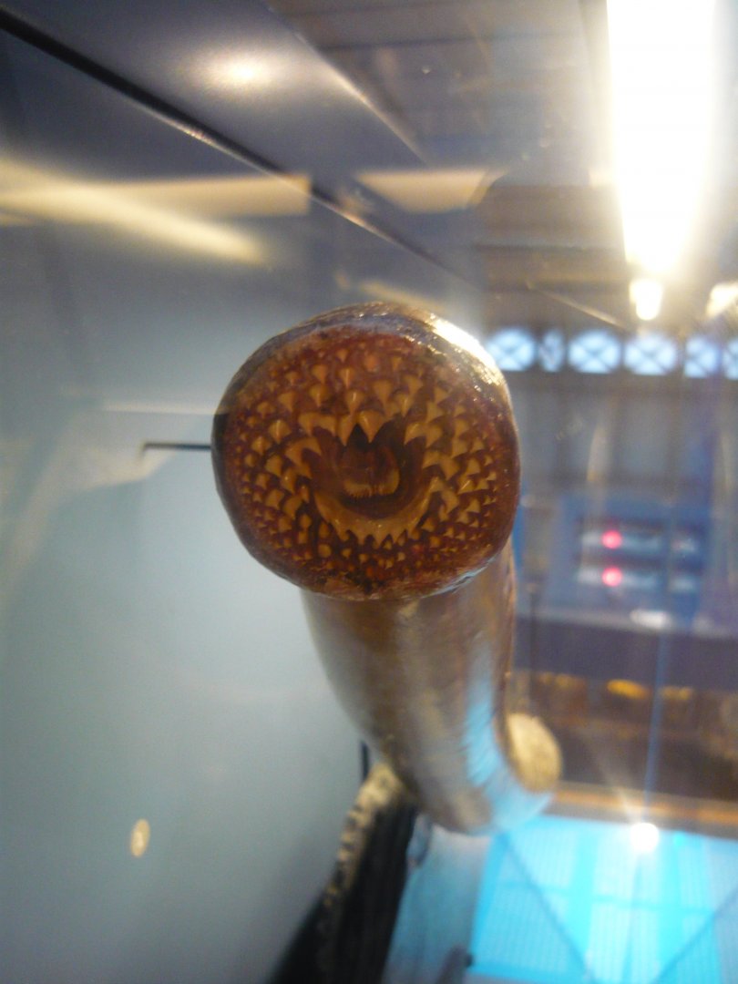 Lamprey mouth