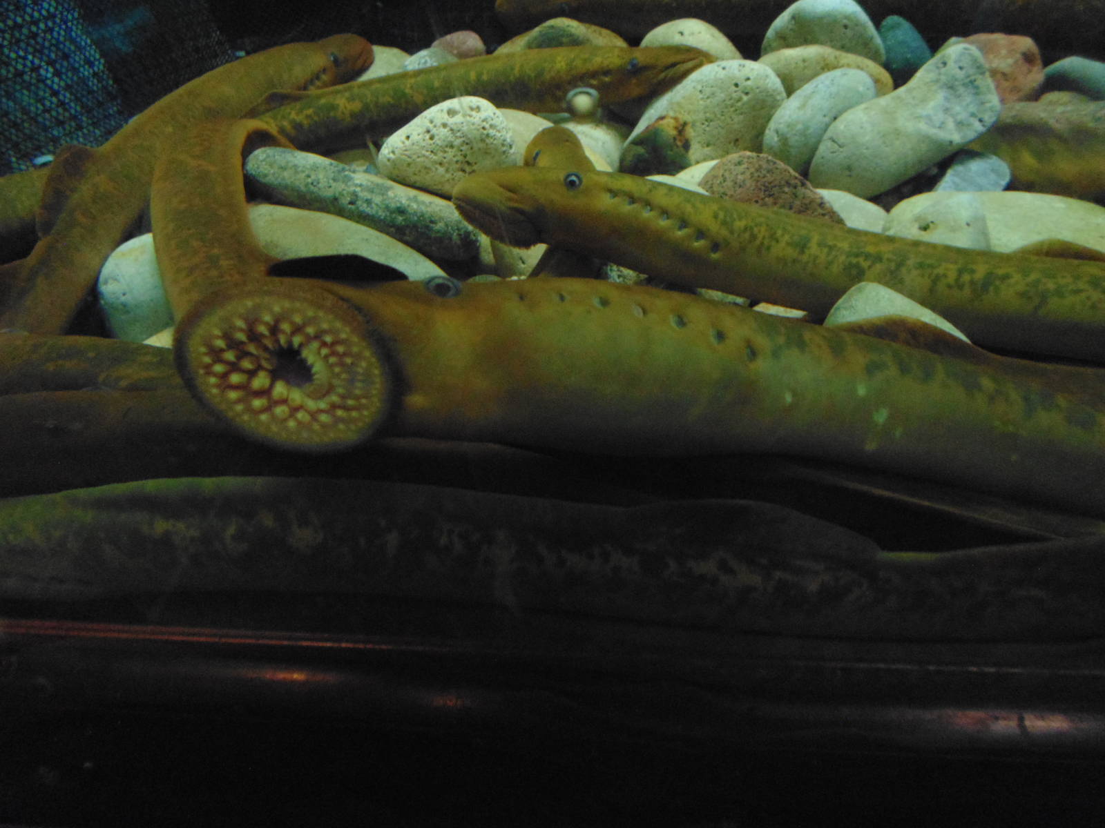 Lamprey