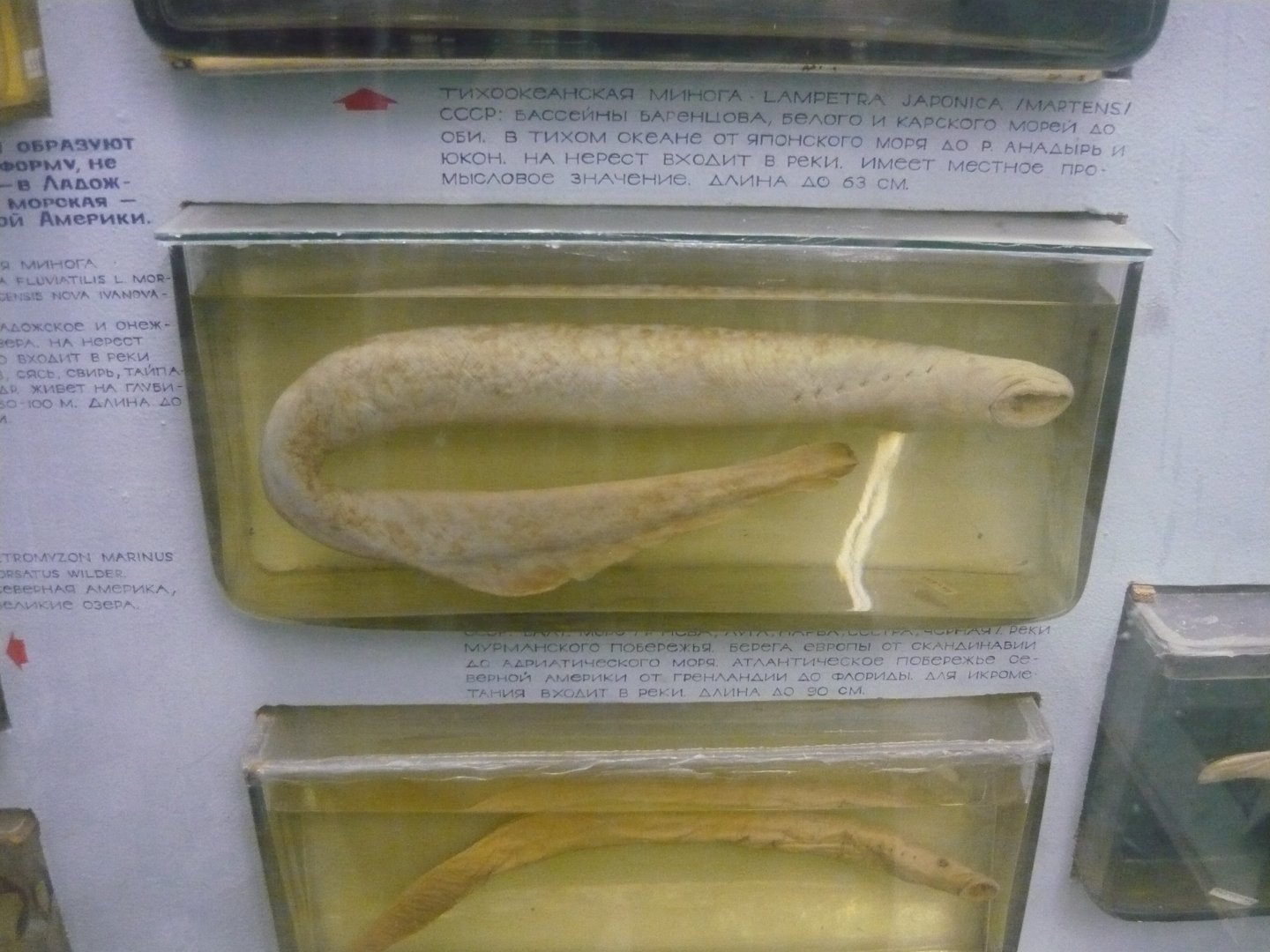 Lampreys