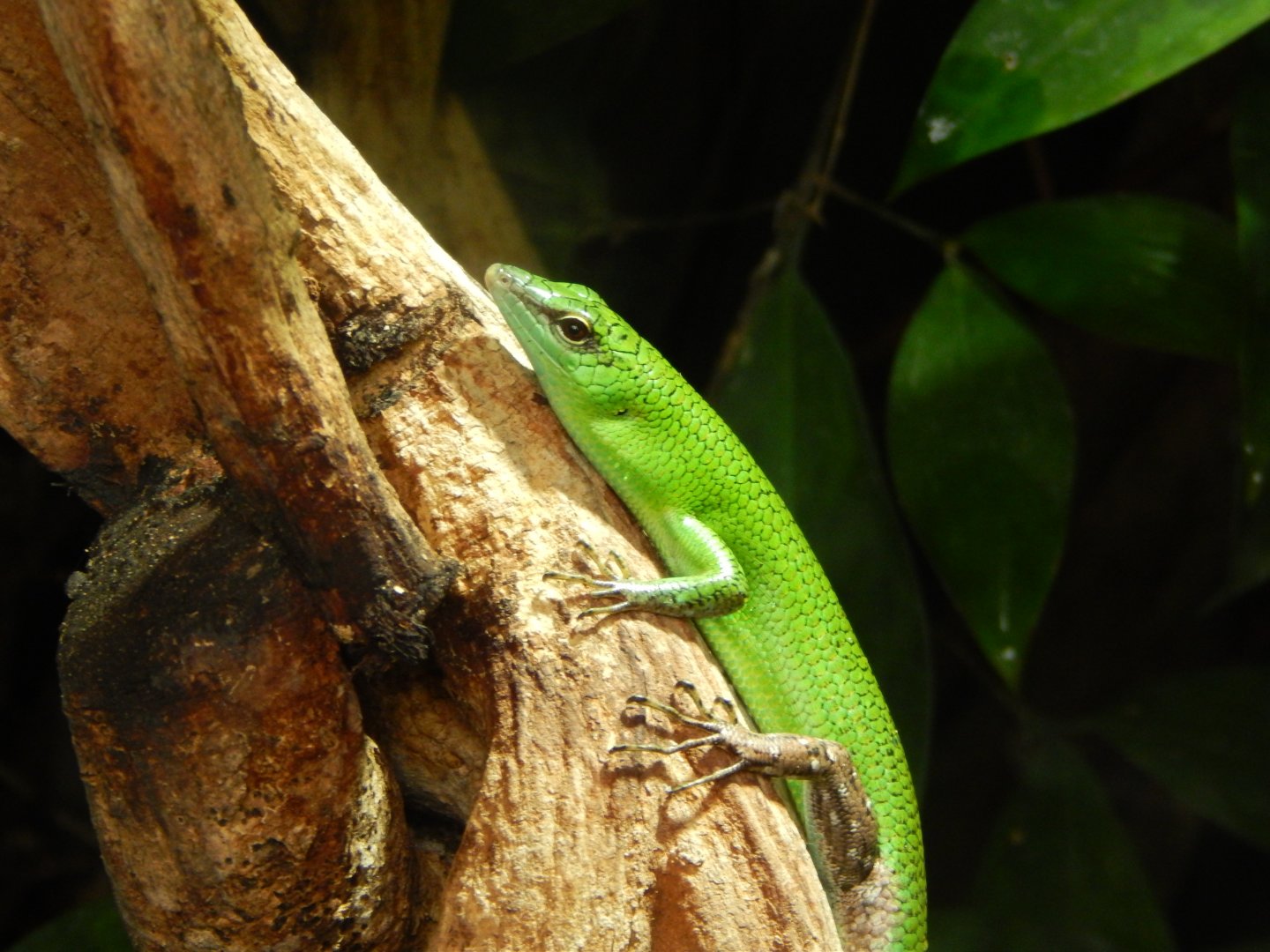 Lamprolepis smaragdina