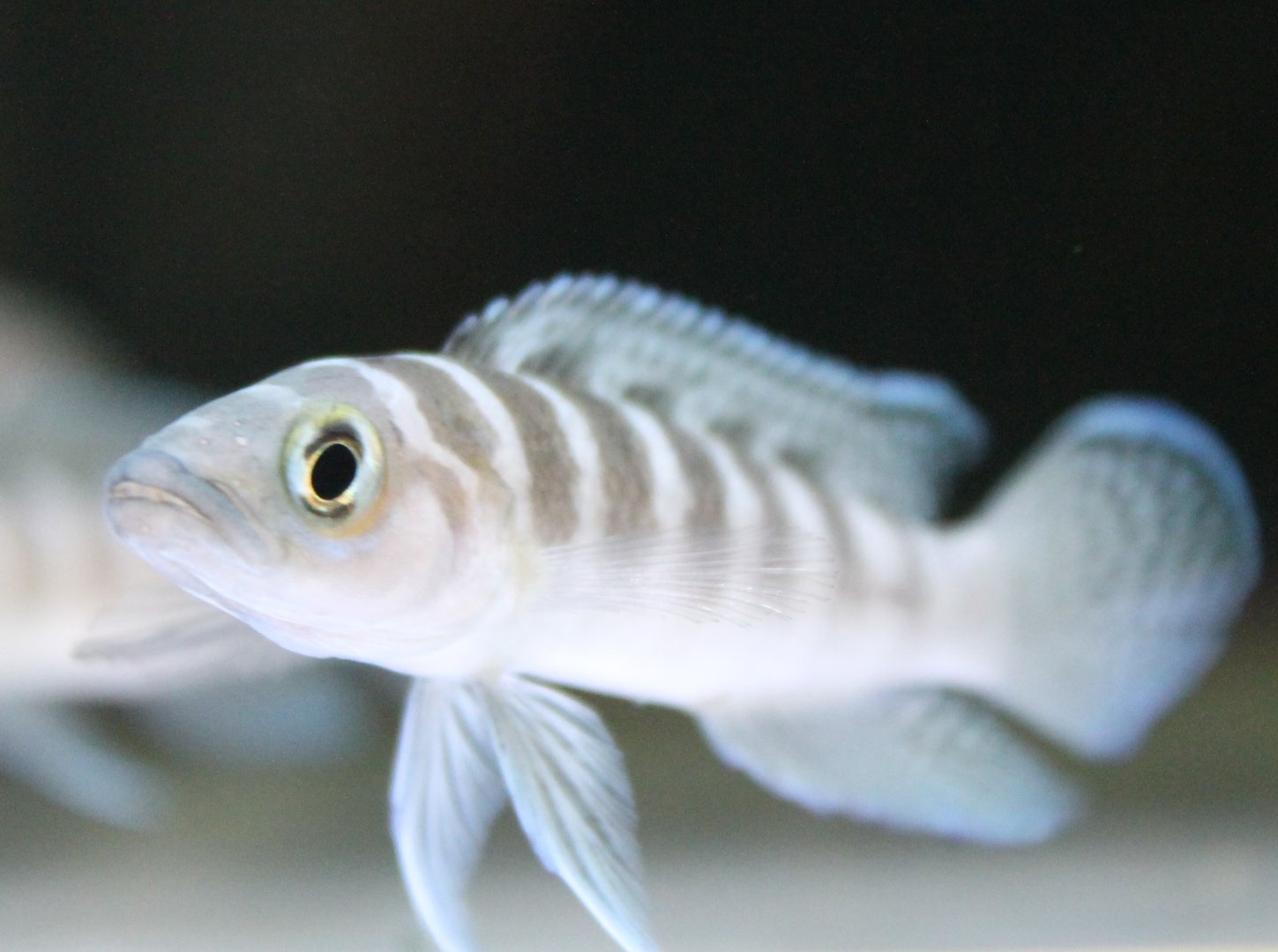 Lamprologus cylindricus