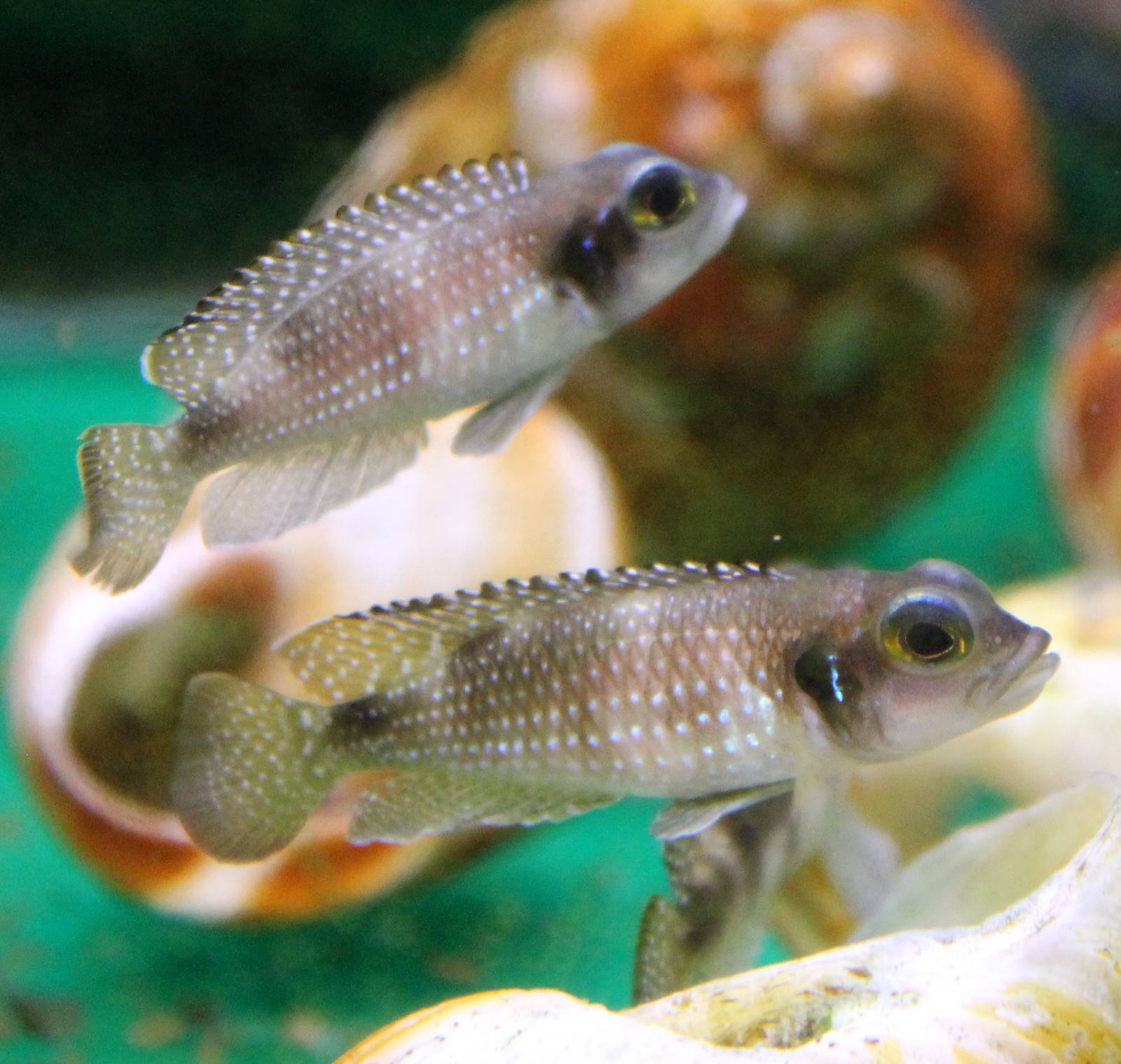 Lamprologus meleagris