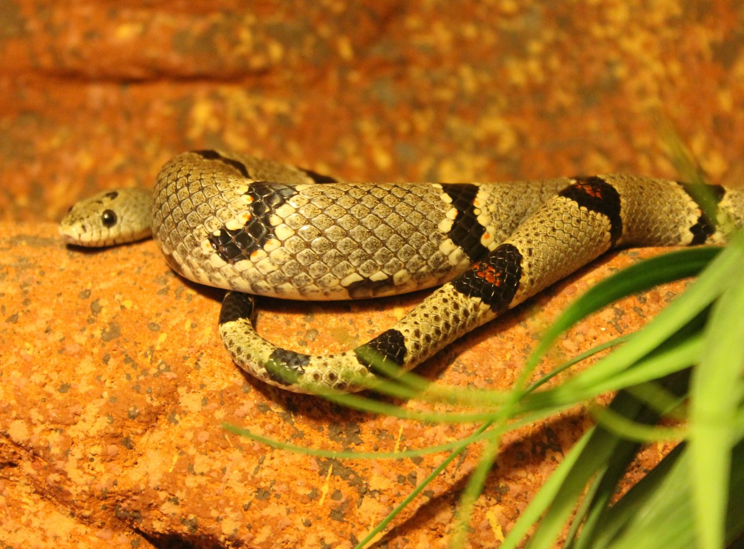 Lampropeltis altema