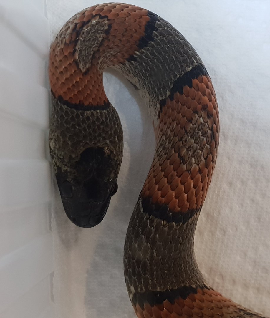 Lampropeltis alterna blairi