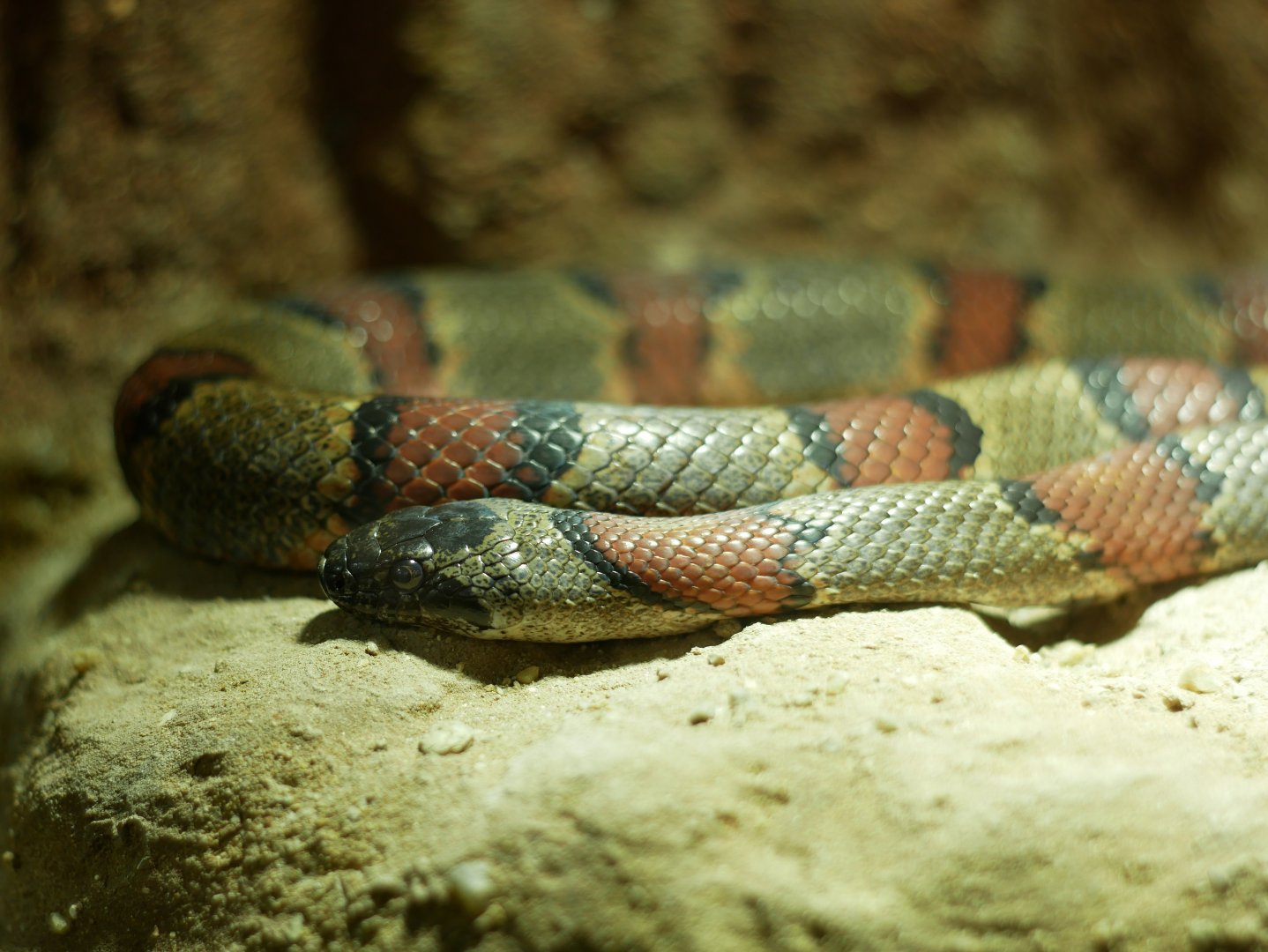 Lampropeltis alterna