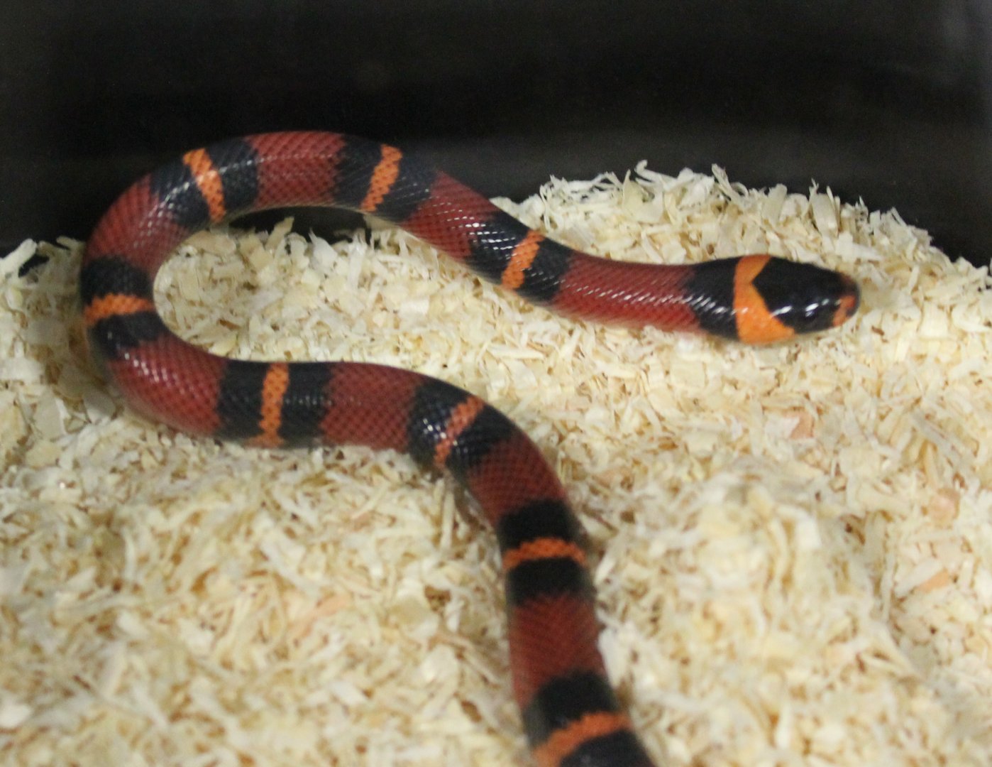 Lampropeltis blanchardi