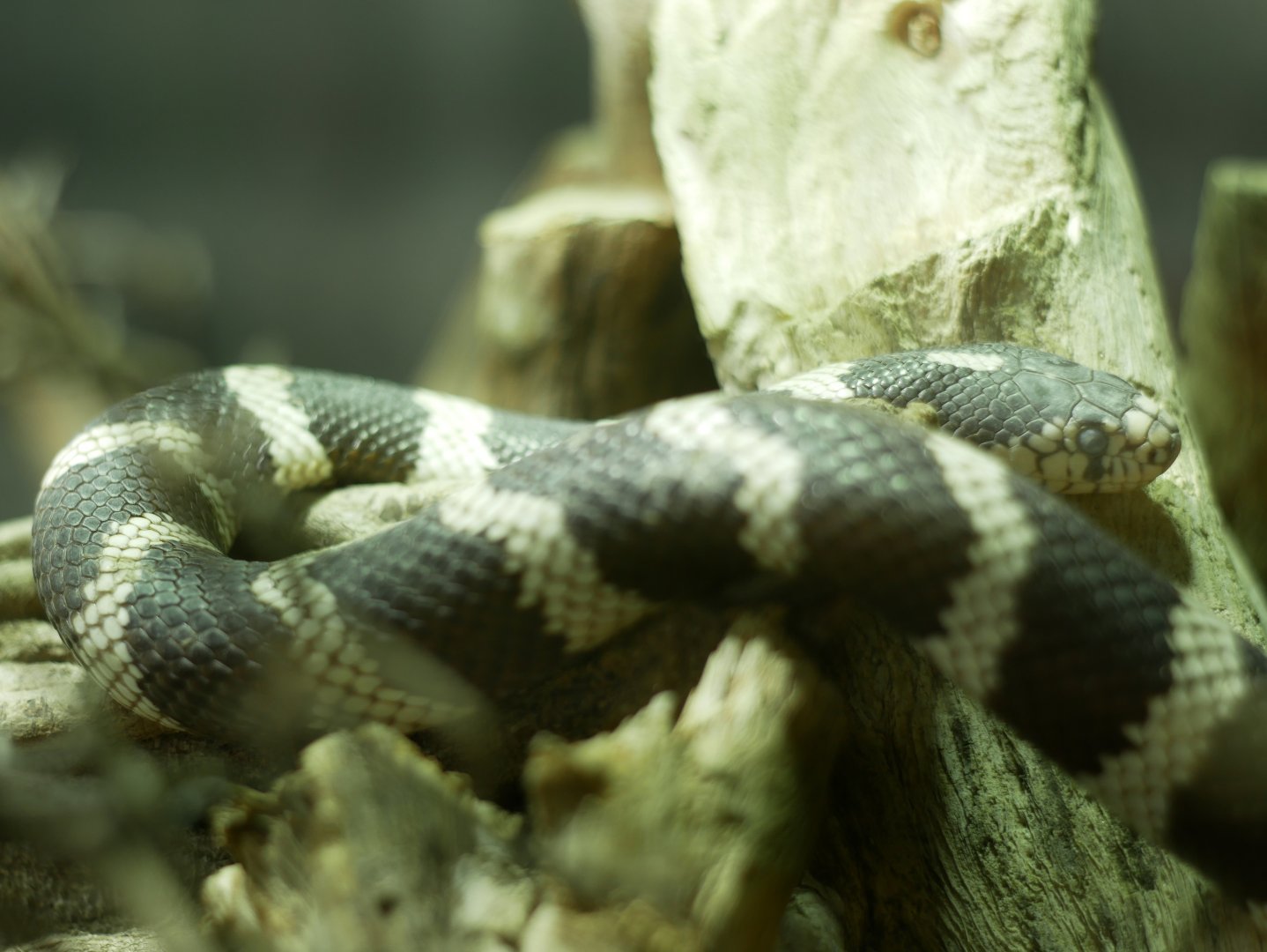 Lampropeltis californiae