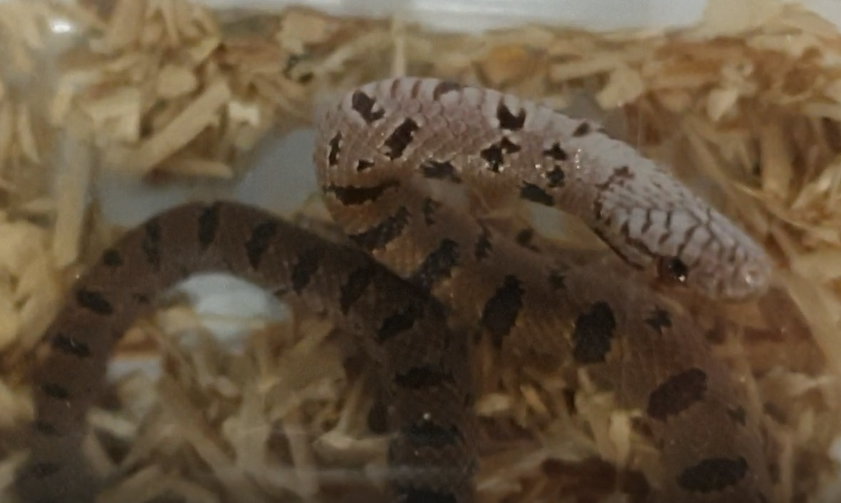 Lampropeltis calligaster