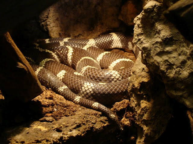 Lampropeltis getula californiae