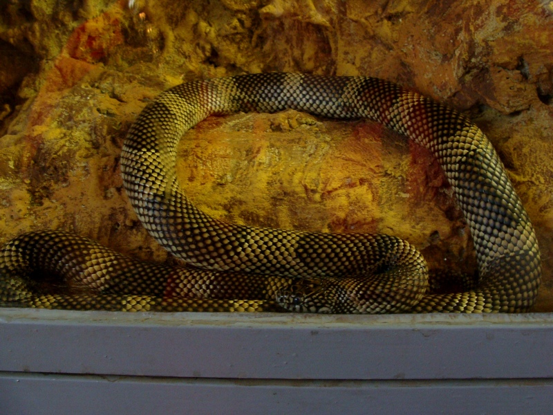 Lampropeltis getula goini