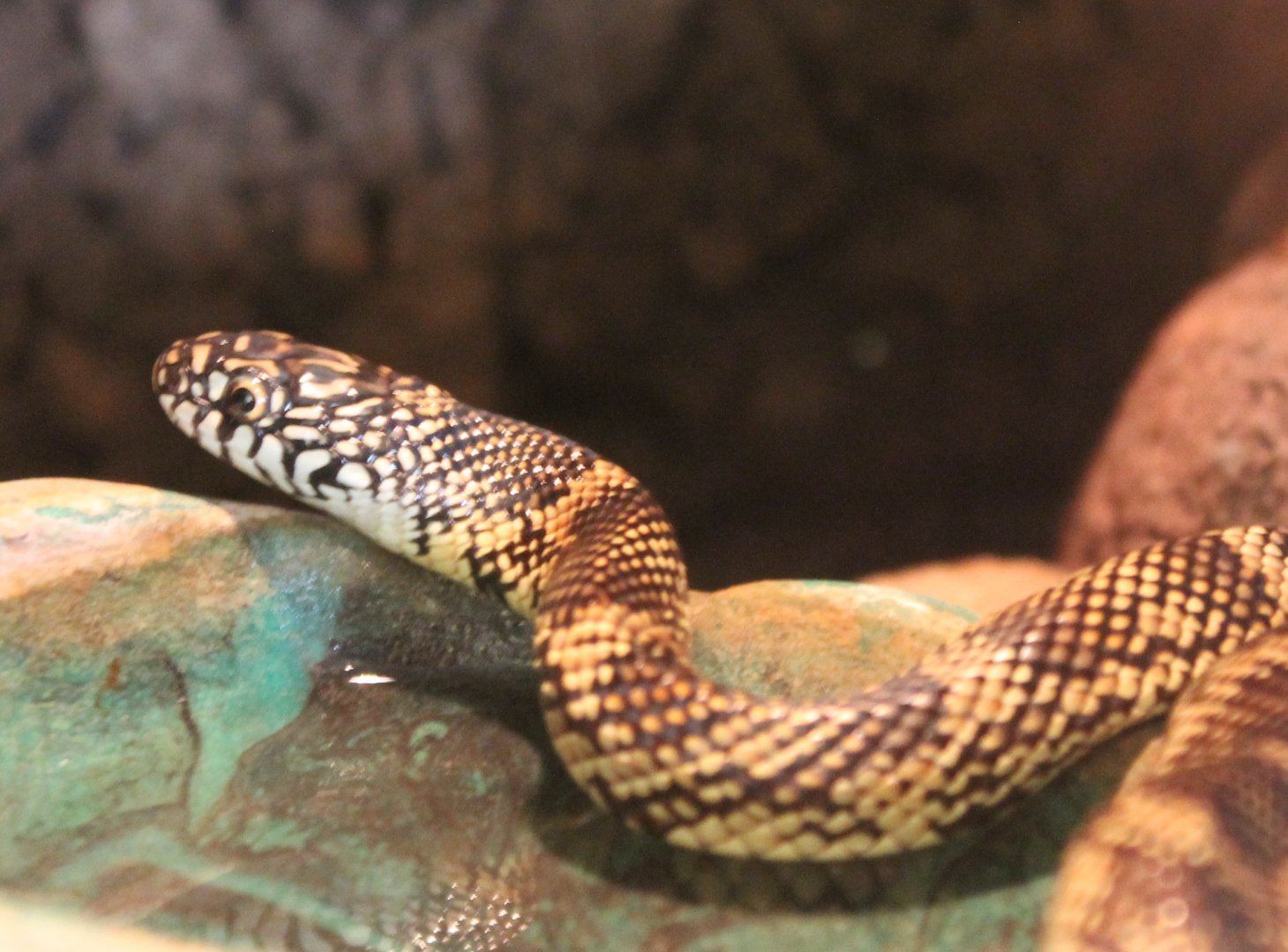 Lampropeltis getula goini